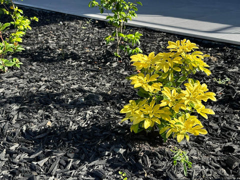 Black mulch