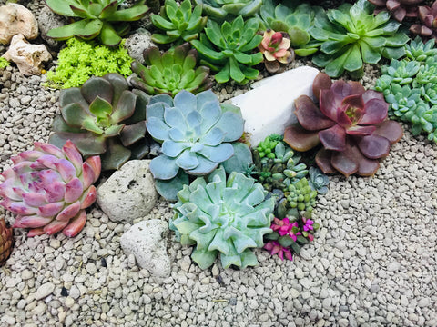 Succulent garden with pebbles
