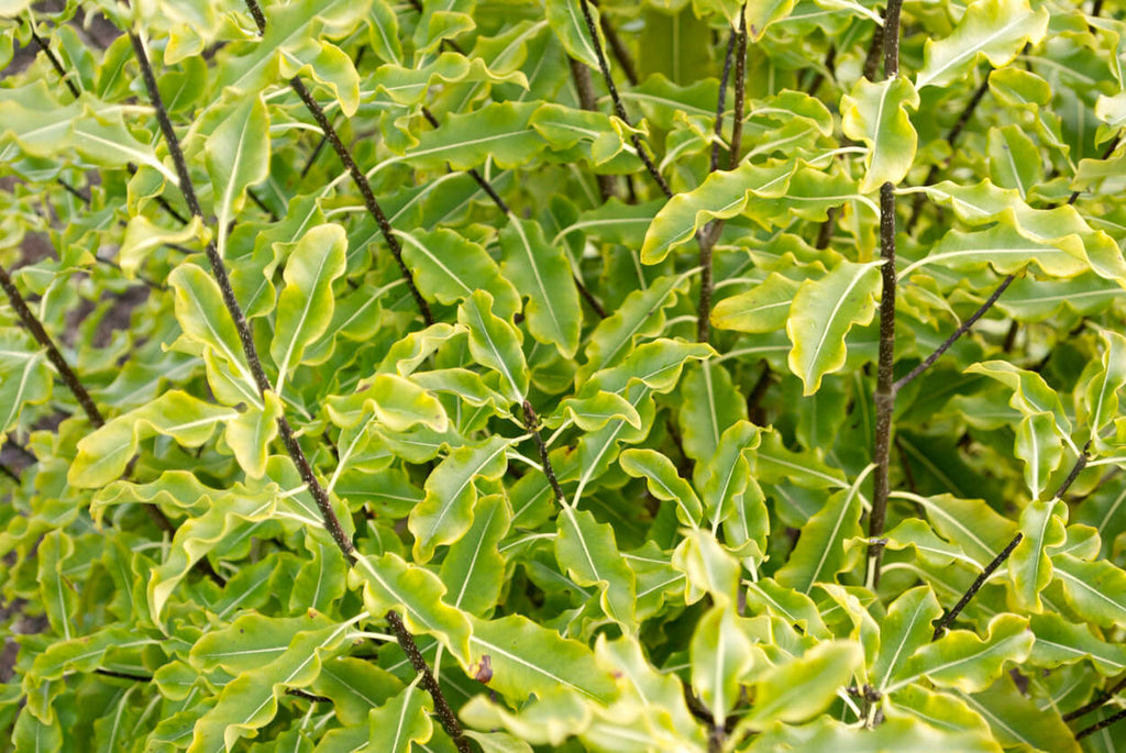 Pittosporum Tenuifolium (Kohuhu)