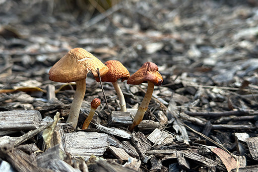 Mushrooms in forest