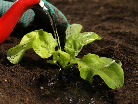 Watering a lettuce