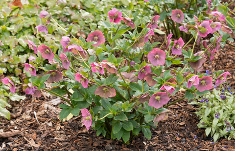 Hellebores