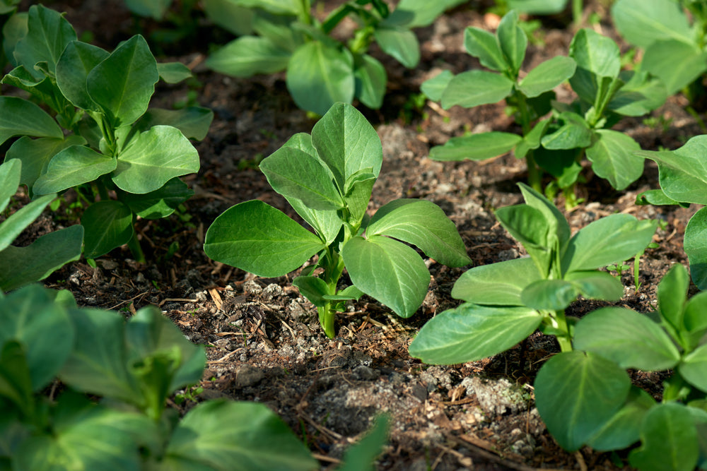 Broadbean plants