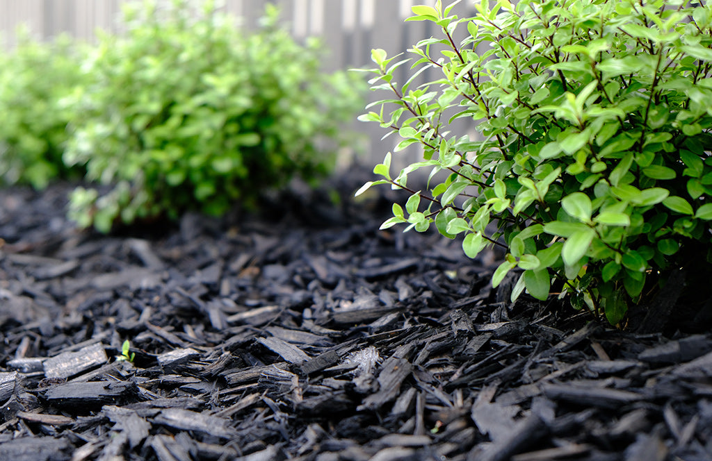 Black Mulch