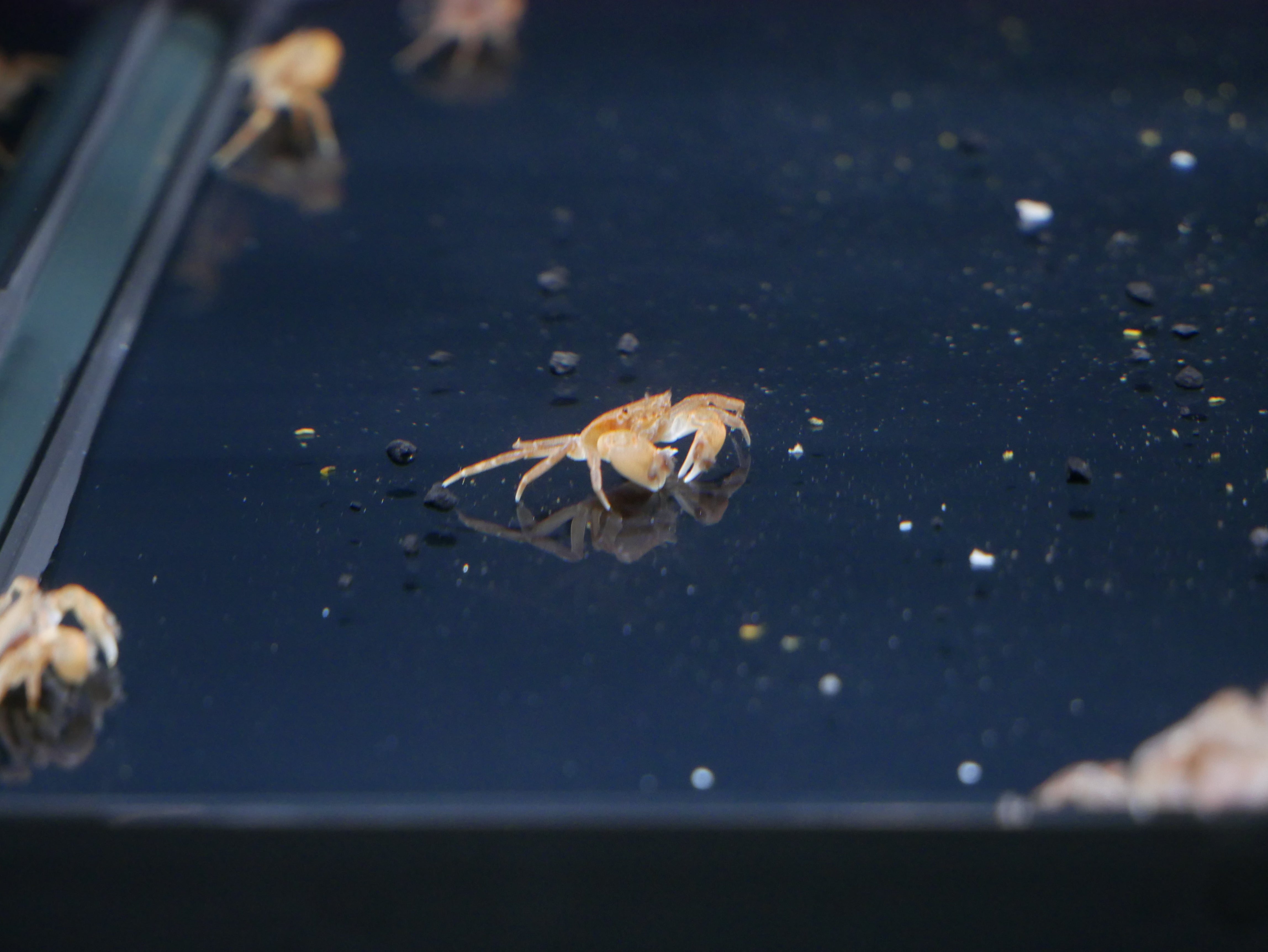 Pom Pom Crab