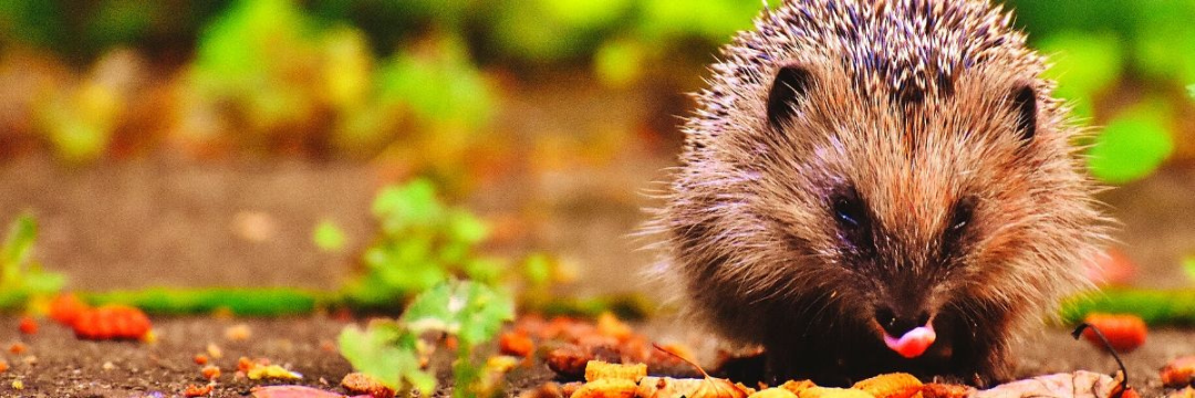 Garten für Nützlinge bereit machen - Igel