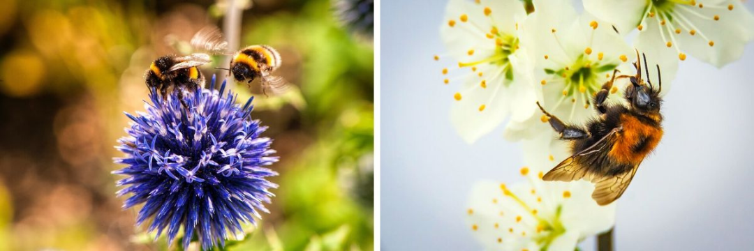 Helfer im Garten, Hummeln und Bienen
