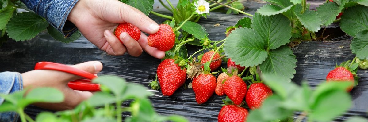 Mai Garten Erdbeeren