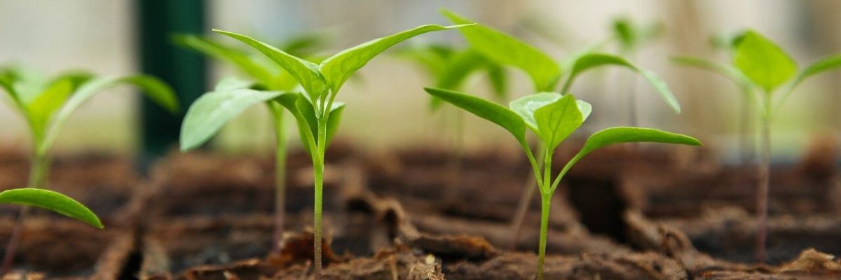 Setzlinge im Garten im Mai