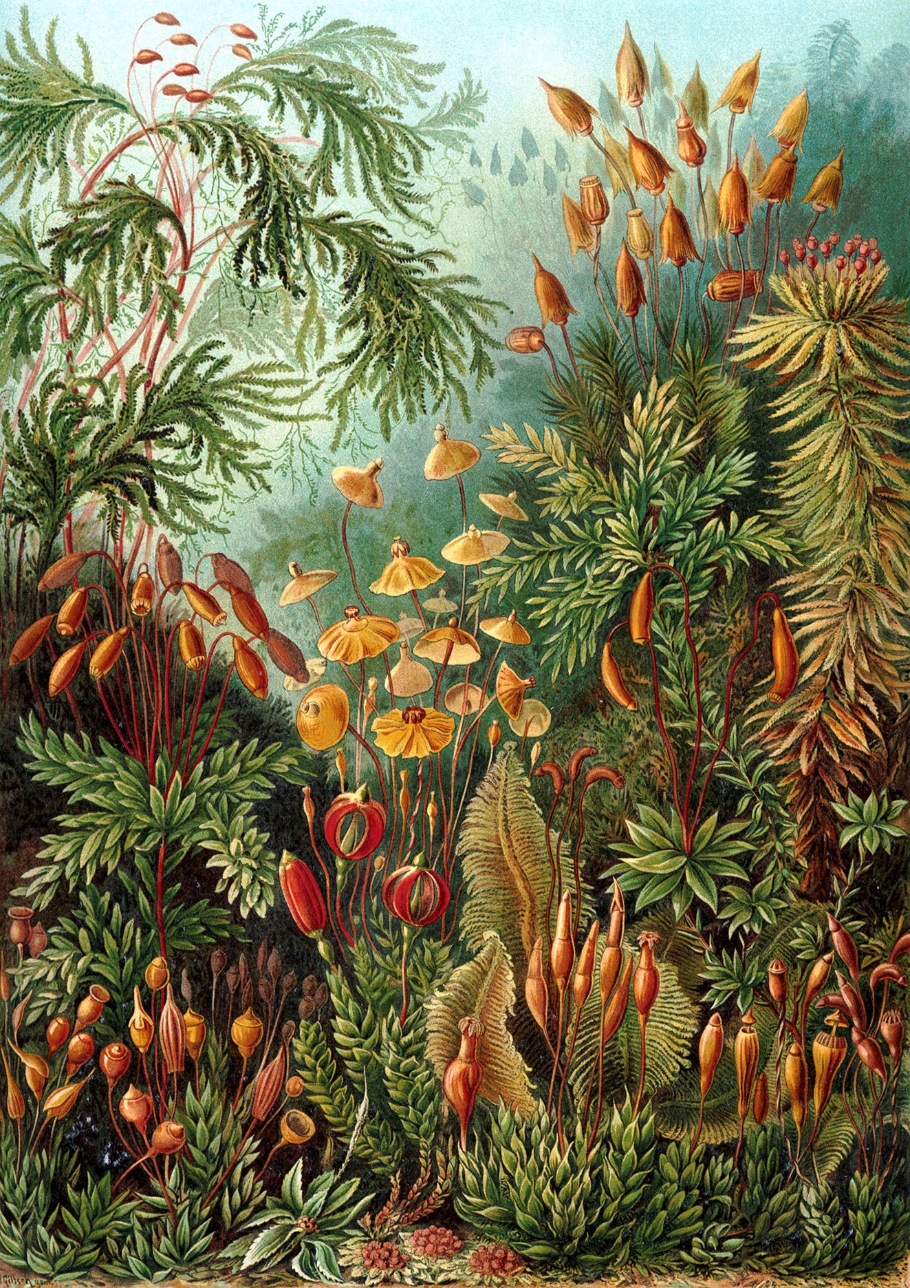 Mushroom Forest by Ernst Haeckel