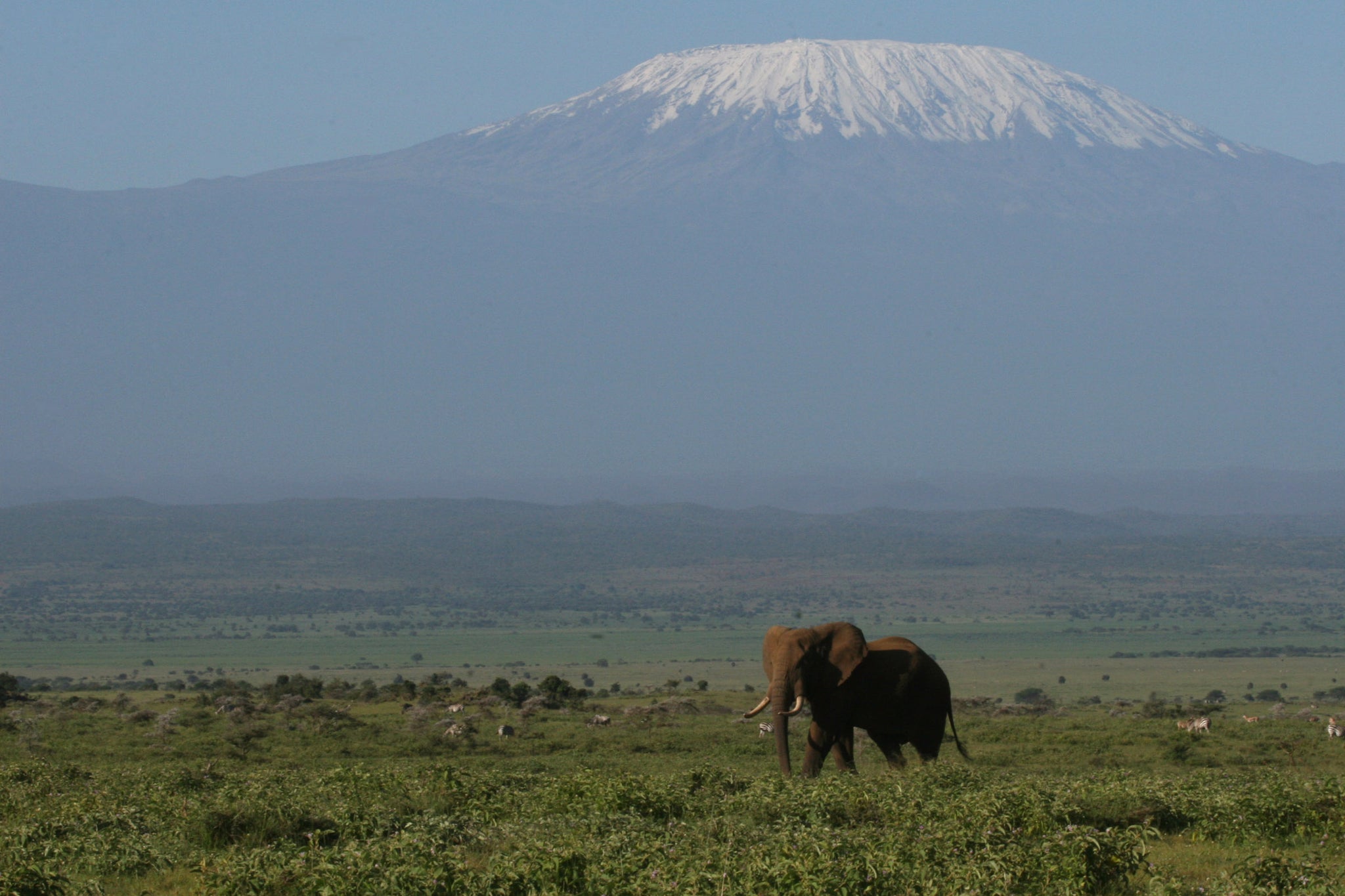 Elephant Chyulu Hills Campi Ya Kanzi Kenya