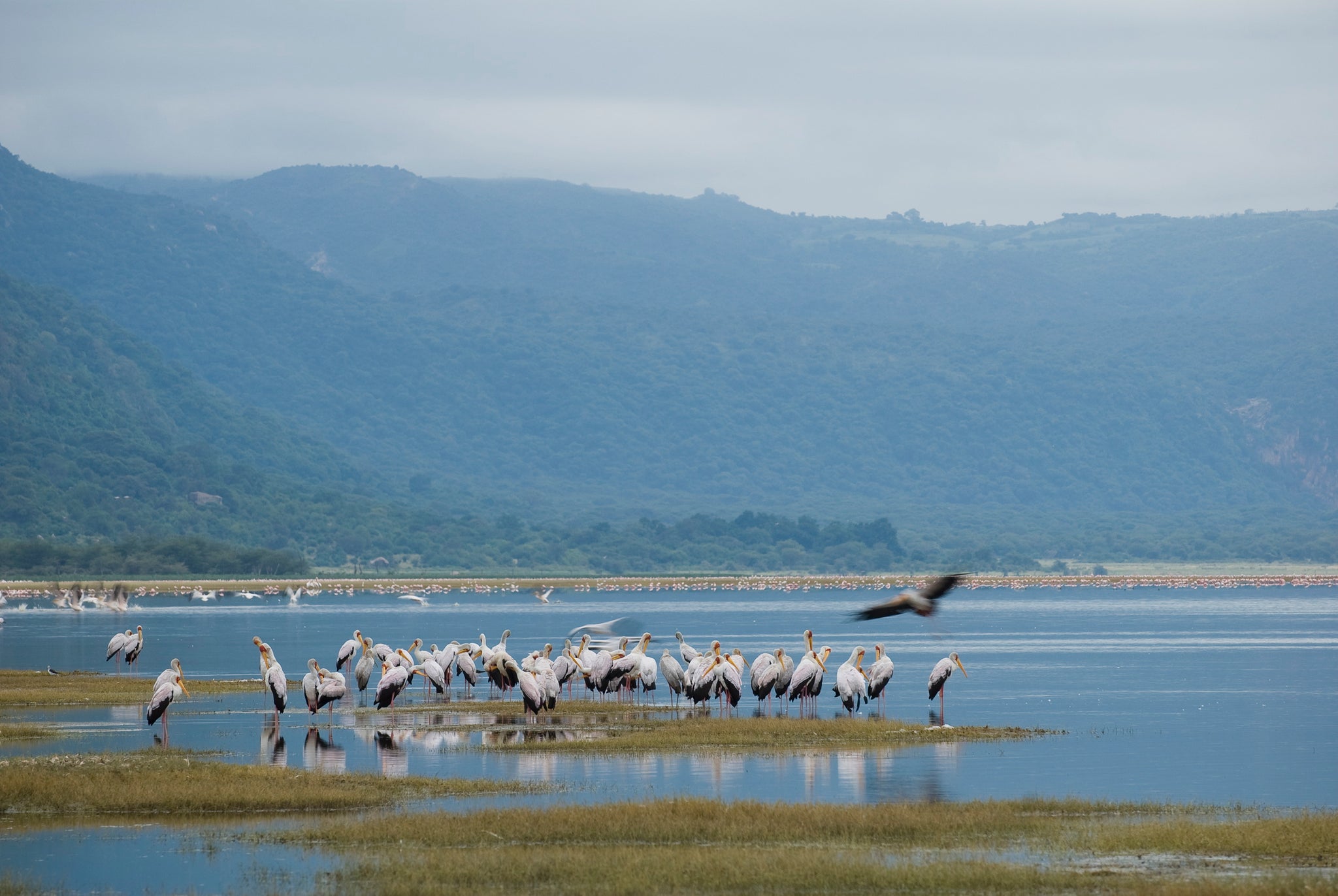 Lake Manyara Birds And Beyond Safari
