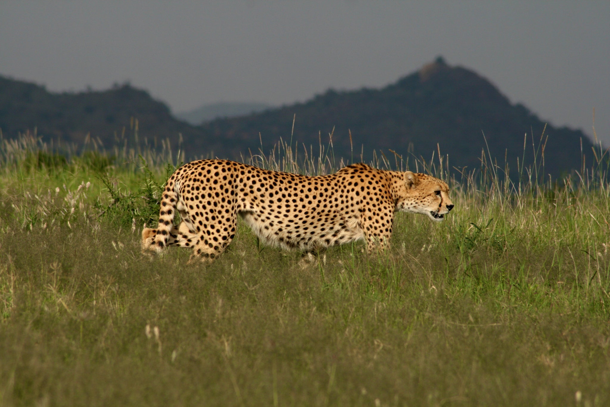 Cheetah At Ol Jogi Reserve, Kenya
