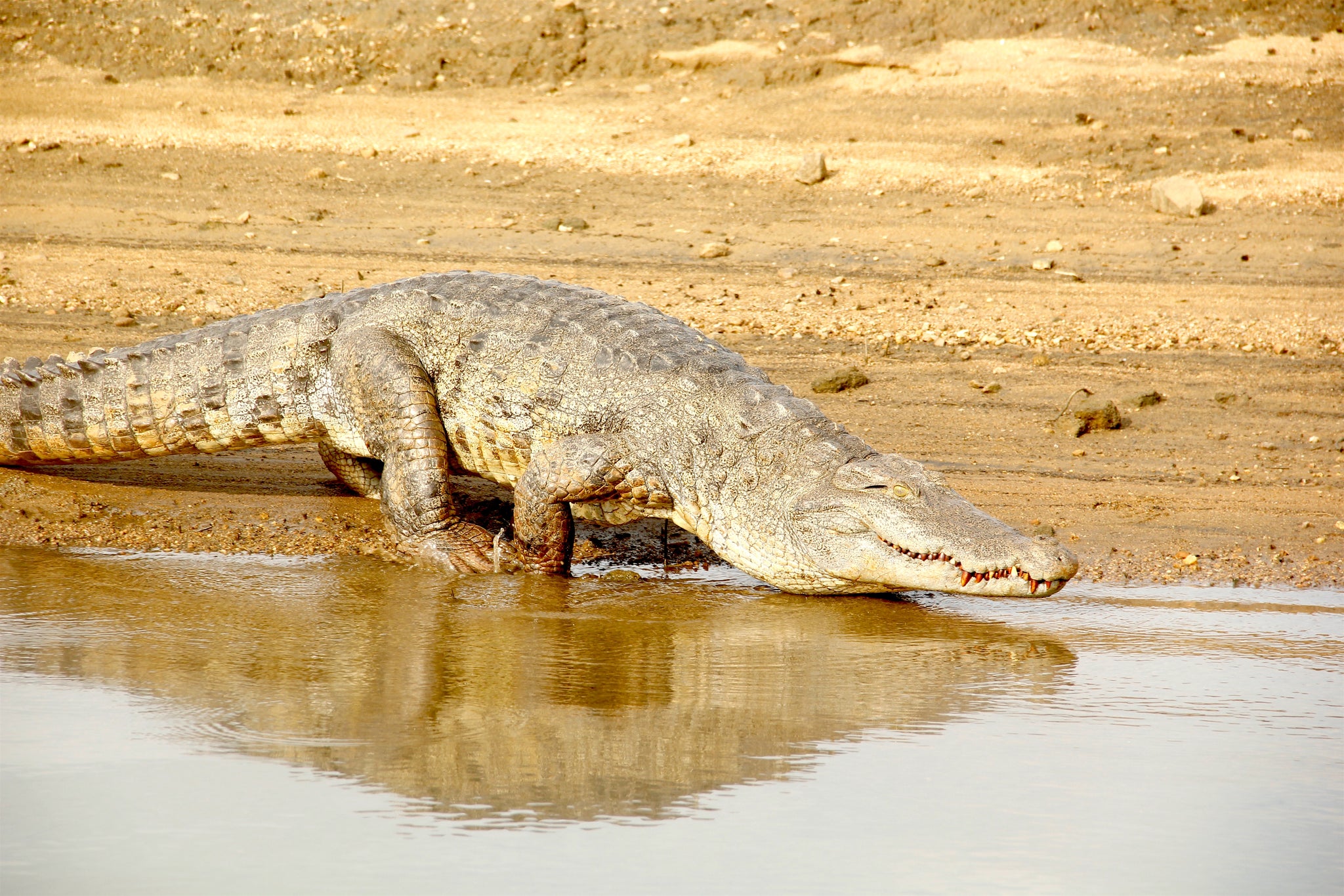 Crocodile Gal Oya Lodge Sri Lanka