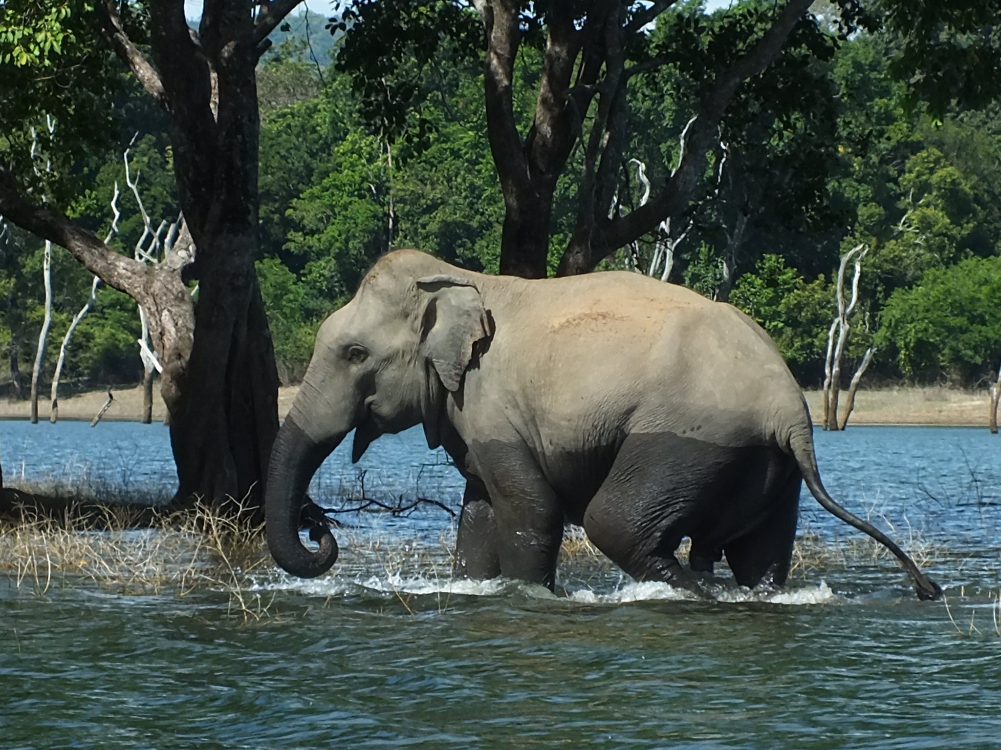 Elephant Bathing on Safari Gal Oya Lodge Sri Lanka