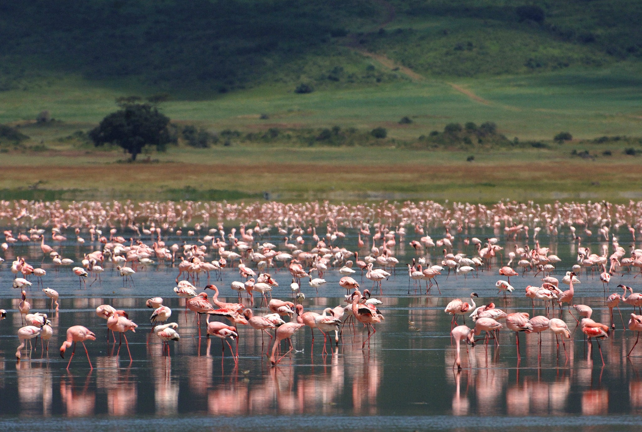 Flamingos Ngorogoro Crater Lodge Tanzania