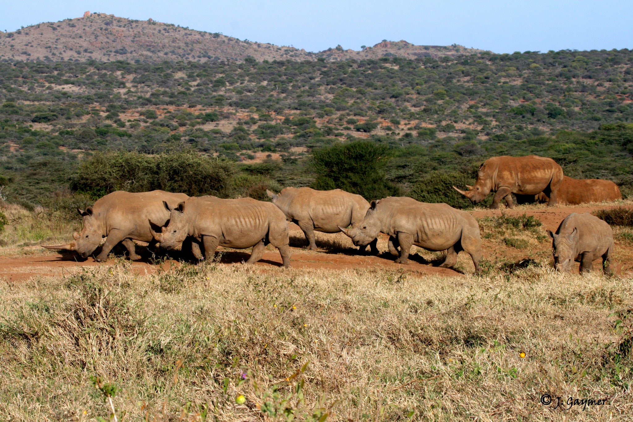 Black Rhino at Ol Jogi Reserve, Kenya