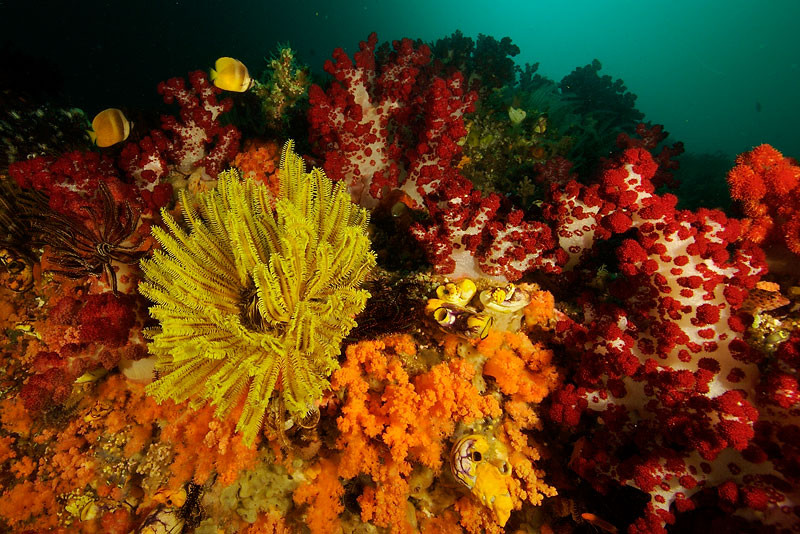 Soft Corals Misool Eco Resort Indonesia