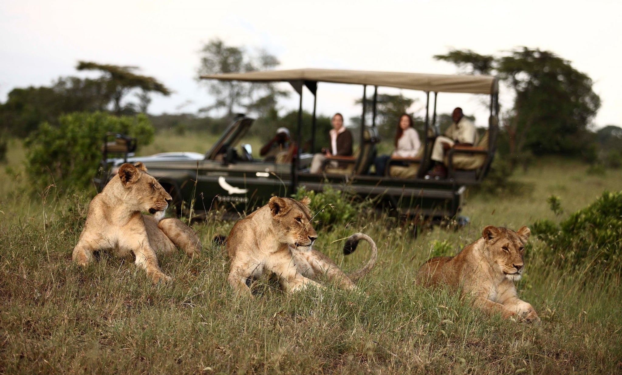 Lions Klein's Camp Tanzania