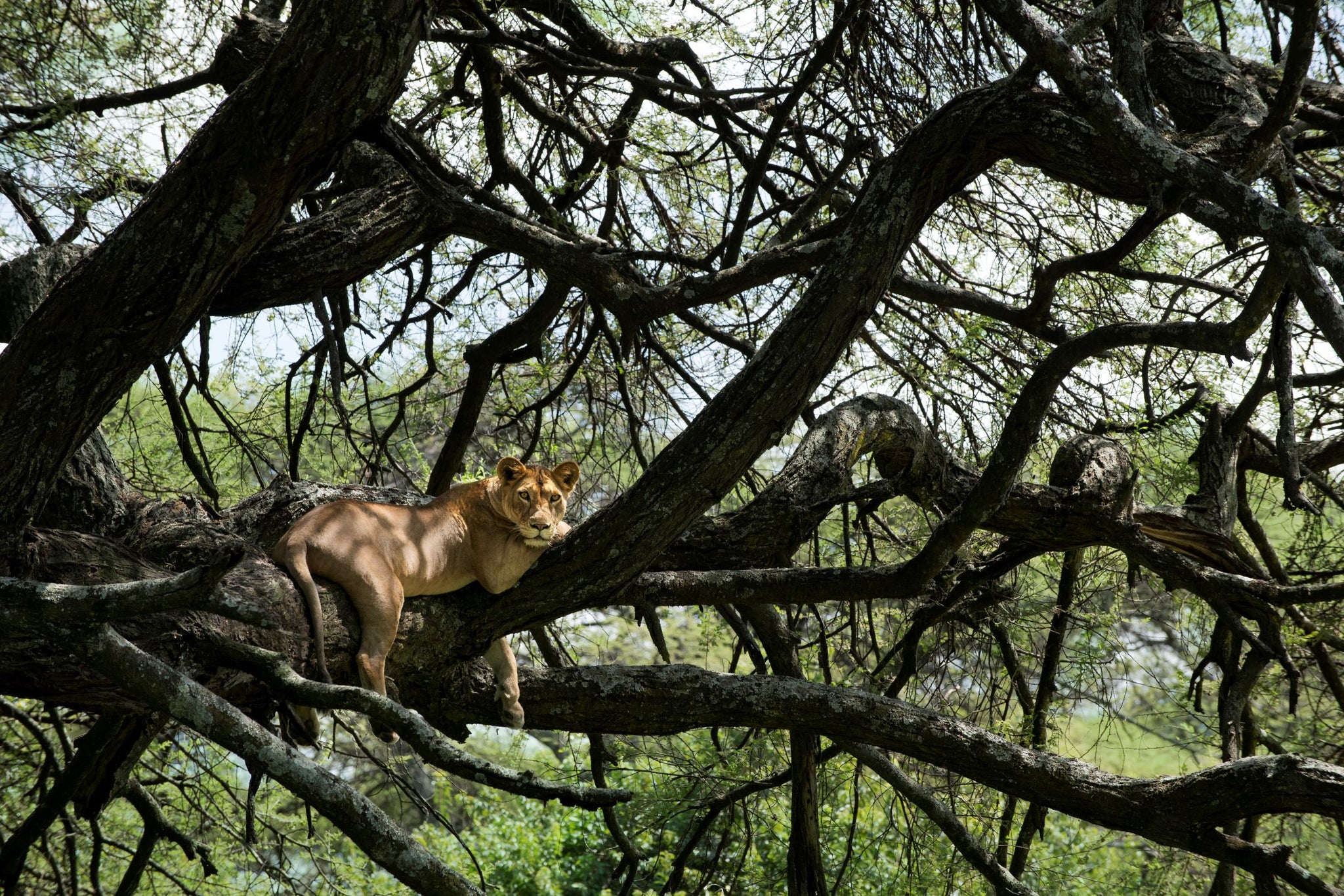 Sleeping Lioness in a Tree Lake Manyara Tree Lodge