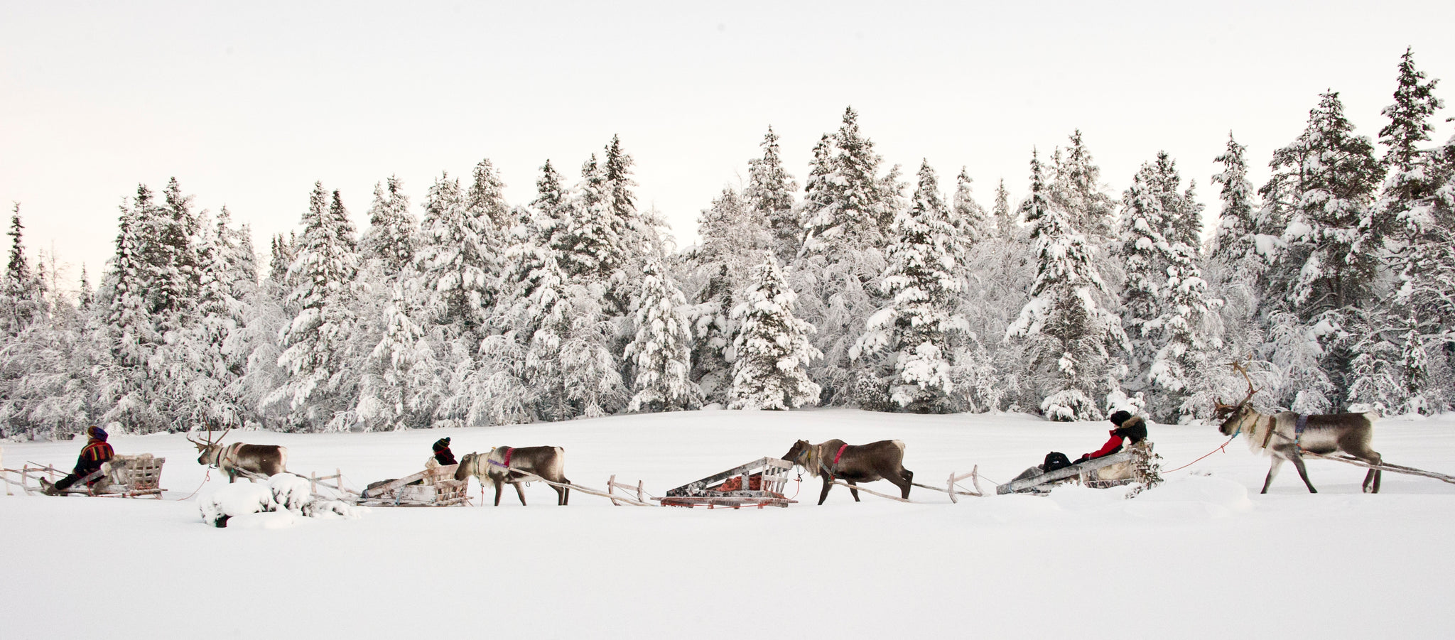 Reindeer Sledding at Kakslautten Arctic Resort Finland