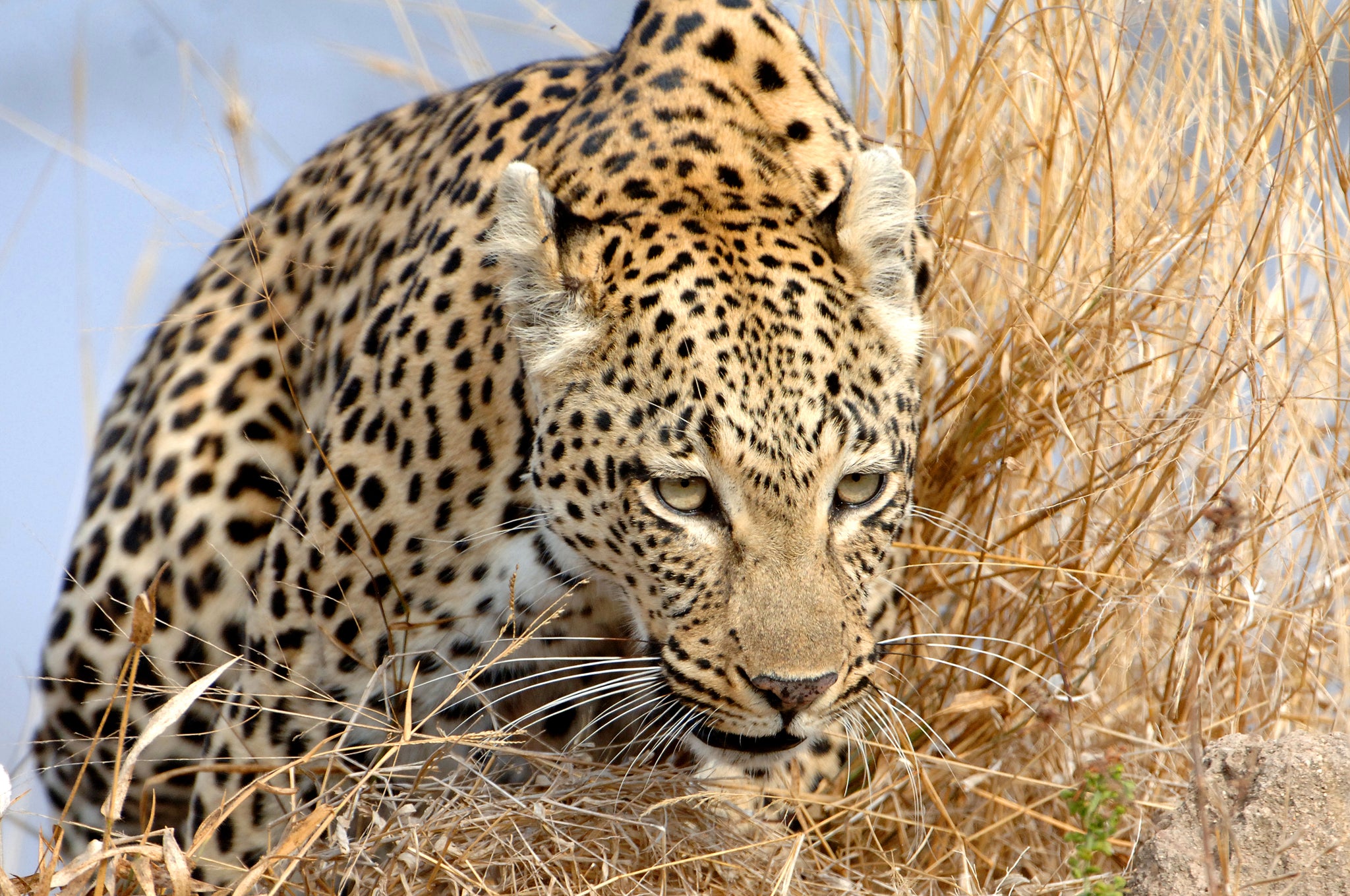 Leopard Spotting Ngorogoro Crater Lodge
