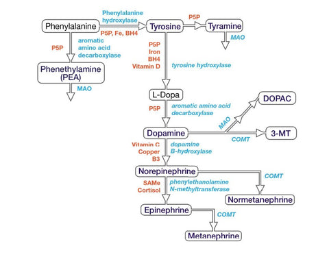 Dopamine Neurotransmitter Pathways