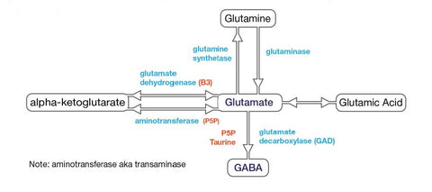 Neurotransmitter  GABA-Glutamate Pathways