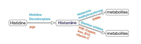 Neurotransmitter Histamine Pathways.jpg