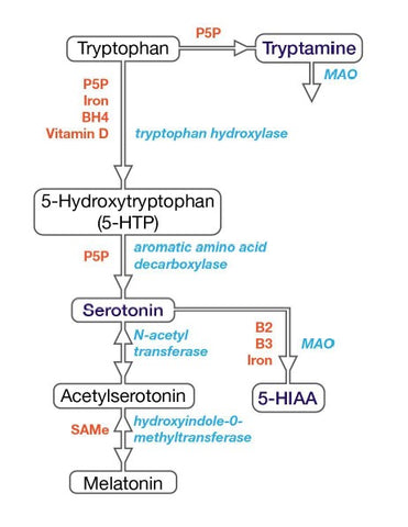 Serotonin Neurotransmitter Pathways