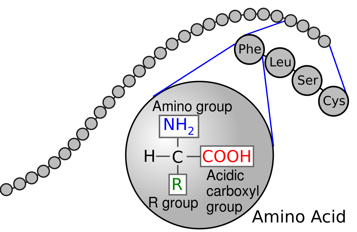 En peptidkæde bestående af aminosyrer