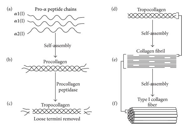 Collagen in it's biosynthesis, creating Collagen I fiber (f). 