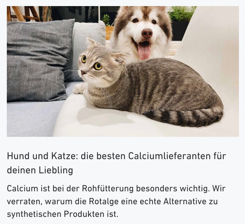 Hund und Katze: die besten Calciumlieferanten für deinen Liebling