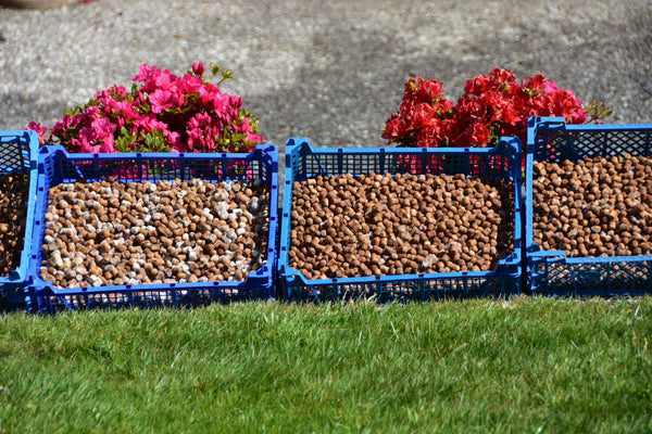 Photo of three blue plastic trays with bait in with pink coloured flowers behind