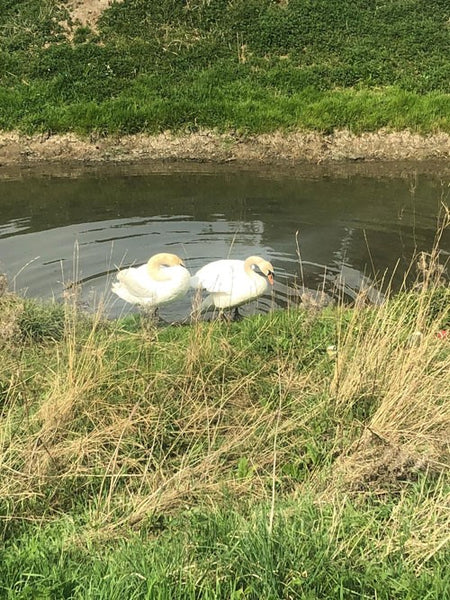 Two white swans emerging from water.