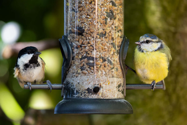 2 birds on feeder