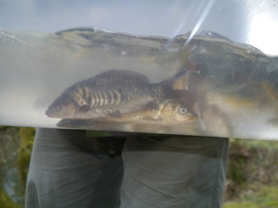 30-small-mirror-carp