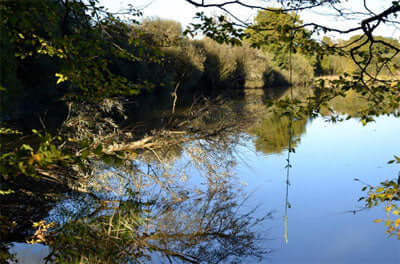 A-bait-dropped-a-couple-of-yards-off-the-end-of-these-branches