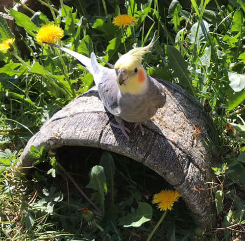 A-cockatiel-enjoys-a-session-in-the-sunshine