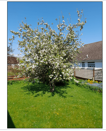 Apple Blossom Tree