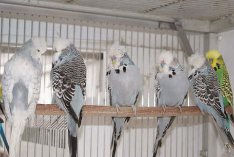 Aviary Budgies