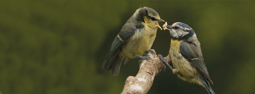 Image of a parent blue tit feeding a fledgling blue tit