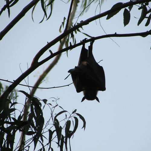 Bat hanging upside down from a branch.