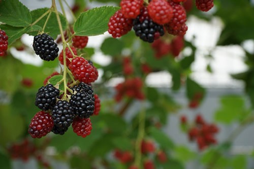 A blackberry bush with blackberries and red berries, not quite ripe yet.