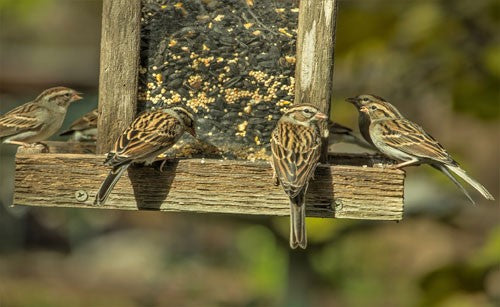 A group of brown birds perching on a wooden feeder.