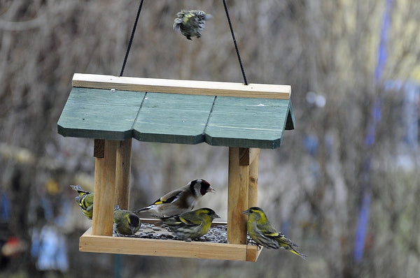 A hanging feeder full of birds.