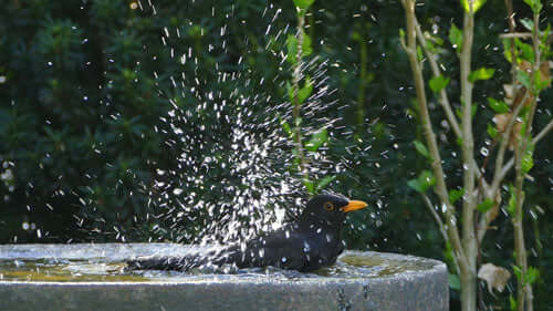Blackbird-Batheing