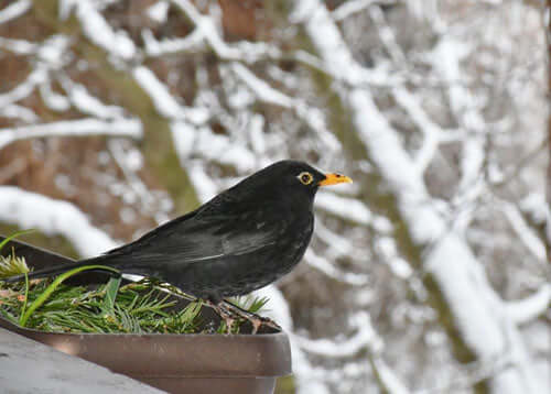 Wild Blackbird