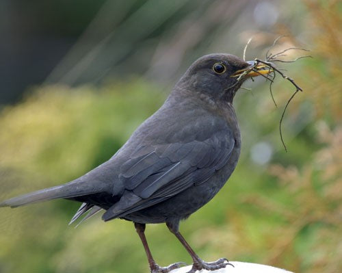 Female blackbird with twigs in her beak.