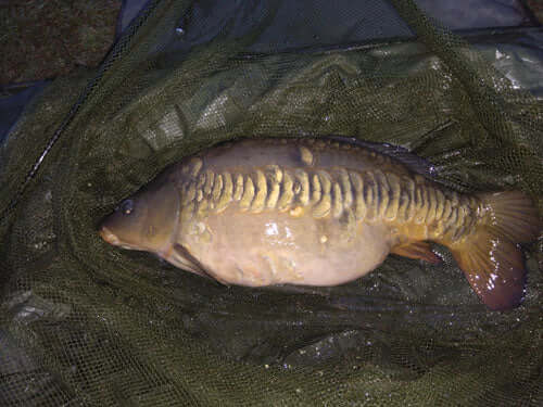 Mirror Carp